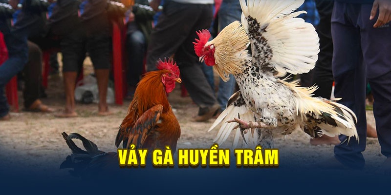 Vảy gà huyền trâm